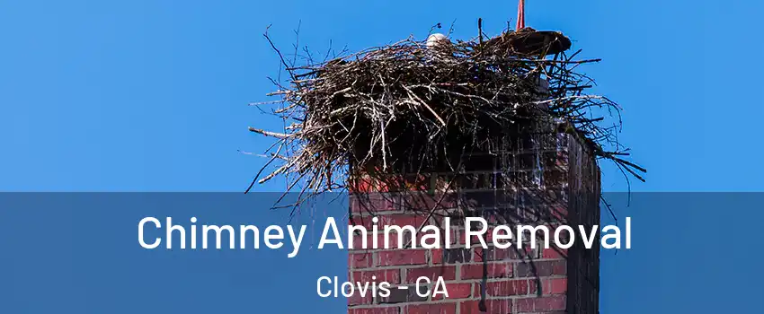 Chimney Animal Removal Clovis - CA