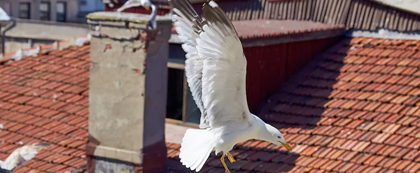 Residential Chimney Animal Removal Solution in Clovis, CA
